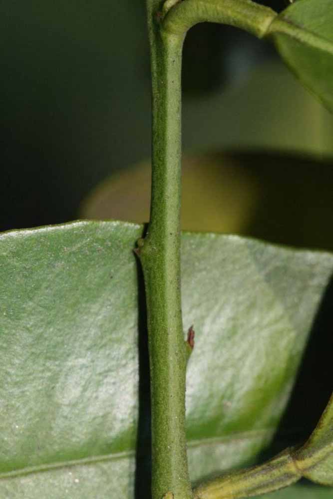              First year twig (Riverside, CA)       